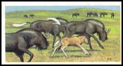20 White Tailed Gnu or Black Wildebeest
